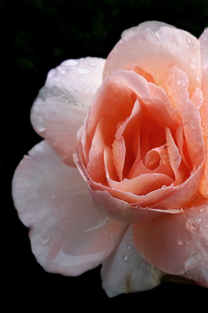 24 rosa per mostra web.jpg